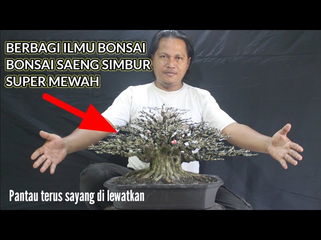 berbagi ilmu bonsai di bonsai saeng simbur super mewah class=