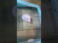 おもち、またね！