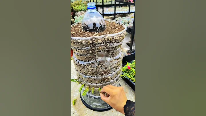 Technique planting portulaca flower more wonderful #shortvideo #bonsai #howtogrowportulaca #nature