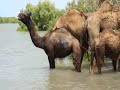 Kharai Camel 1