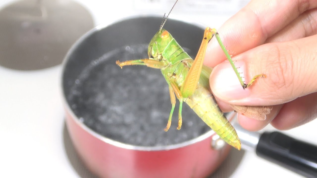 幻の高級イナゴを捕まえて食べる Youtube