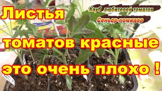 Красные листья томатов,плохо  всей рассаде!