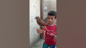 تدريب صقر الباشق أو الشرياص Birds طيور صيد Cute 