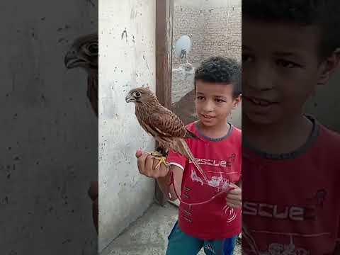 تدريب صقر الباشق أو الشرياص  طيور صيد 