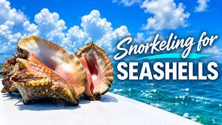Snorkeling for seashells!