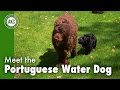 Meet the Portuguese Water Dog の動画、YouTube動画。