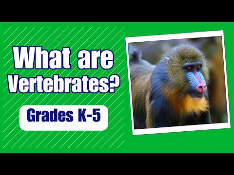 What is a Vertebrate - More Grades 2-5 Science on the Learning Videos Channel