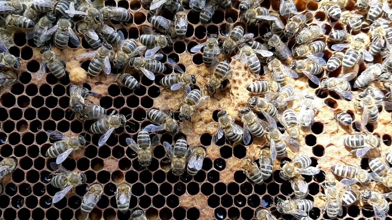 TIHA SMENA - prvi deo