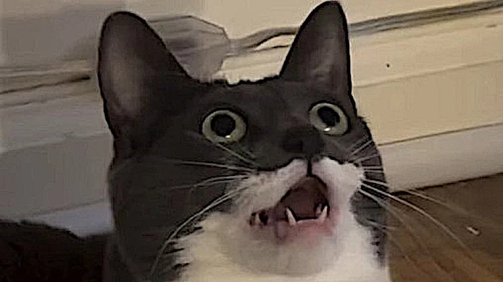 The Funniest Animal Videos Ever! 🐾😂 PART  3