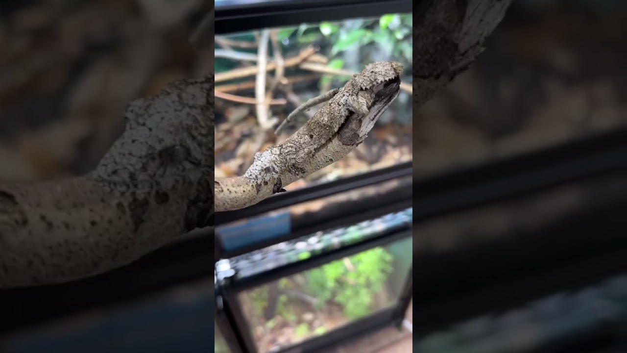 One of the mossy leaf tailed geckos (Uroplatus sikorae) produced here last season.