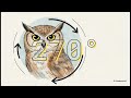 Animal Vision Seeing the Unseen