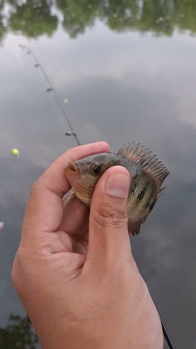 Ikan cantik hasil memancing #fyp #fishing #mancingmantap #mancing #shorts