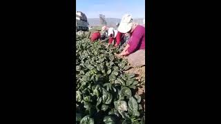 Geyveli Ispanak Üreticisi Burak Güngörün İsyanı