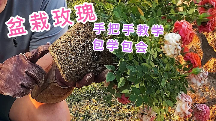 月季分盆（园艺篇124）如何盆栽月季玫瑰，什么是最重要的，什么是不重要的？ - 天天要闻