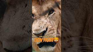 Lions Fight to be the King🦁