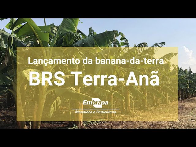 BRS Terra-Anã: nova variedade de banana-da-terra altamente produtiva class=