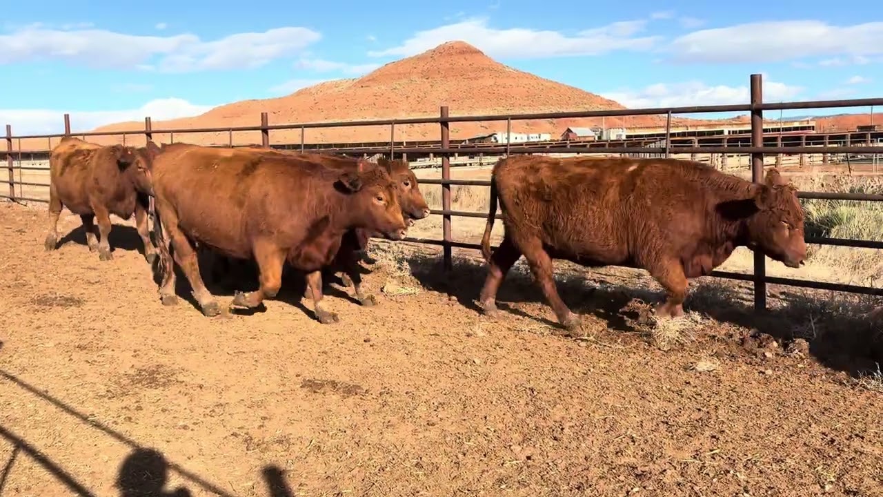 Anderson Ranch Bred Heifers