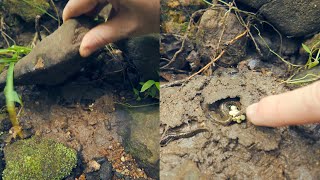 Looking Under Rocks (August 2024 Edition) (ASMR)