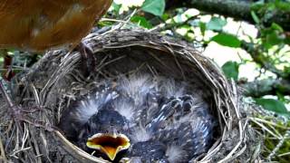 American Robin's nest (AKA Robin Red Breast), eggs, and babies