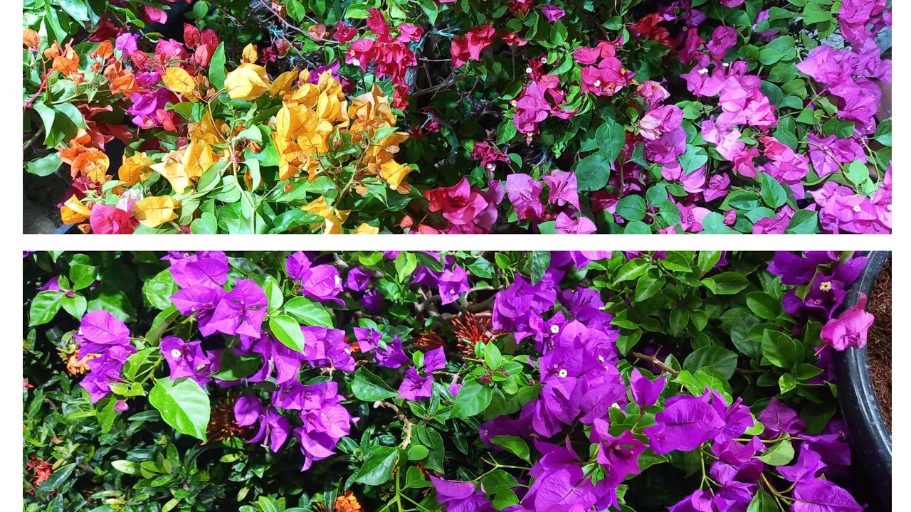 Beautiful nursery in Abu Dhabi , Mina flowers plants viral 