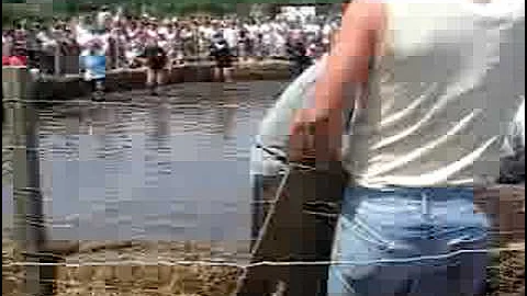 Dundee Pig Wrestling 2