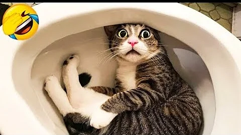 Watch the video about CATS