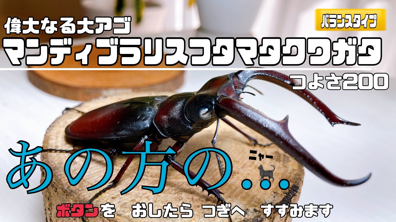 有名YouTuberのホワイトアイ赤マンディブラリスフタマタクワガタを入手