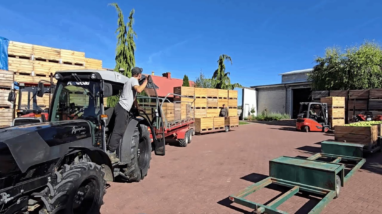 Zaczynamy zrywać goldena - Dziadek kontroluje zbiory - Grzybobranie