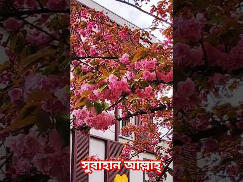 Beautiful Cherry flowers