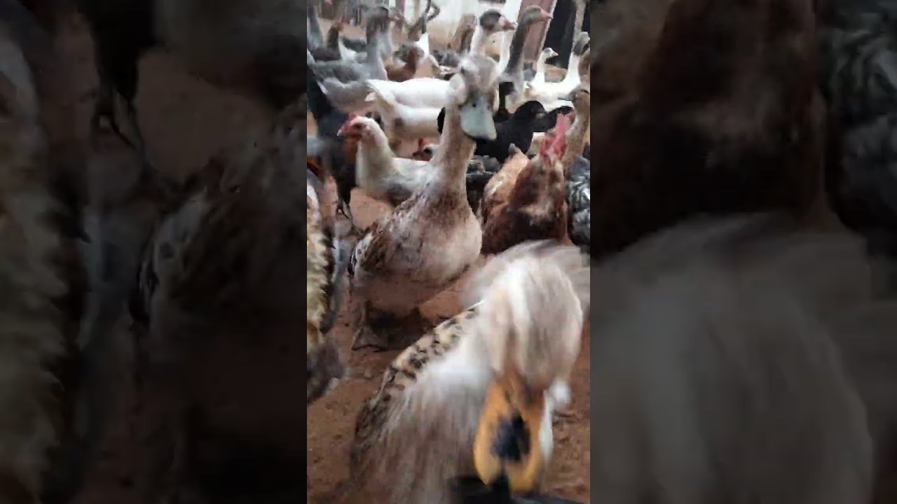 #shorts🐔🐔🐔🐔🐔
