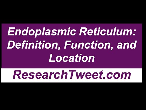 Endoplasmic Reticulum: Definition, Function, and Location