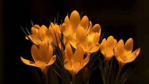 قل أن هدي الله هو الهدي من اروع تلاوات المنشاوي🌹 