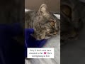 Update about our kitten,Don’t scroll past her pain — be the reason she gets treatment.