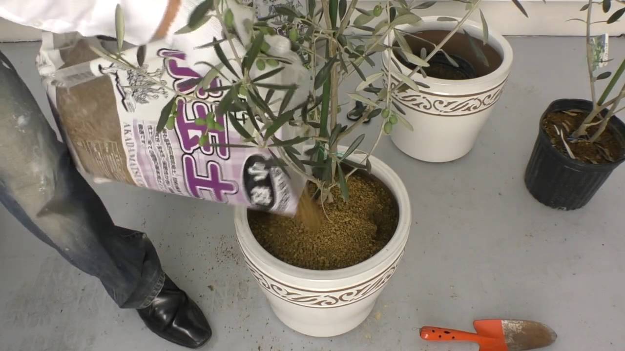 オリーブの木 鉢に植替え方法 ガーデニング 観葉植物 Youtube