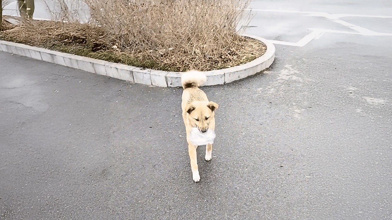 Taxi drivers crowdfunded treatment to help an injured stray dog recover ...