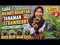 Cara memperbanyak tanaman strawberry//cara menanam strawberry dari sulur