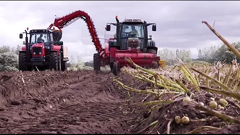 Earthy Potatoes: from field to fork