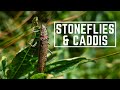 Dry fly fishing stoneflies  caddis