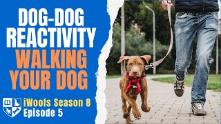 Dog-Dog Reactivity on a Walk - iWoofs S8E5 by Dunbar Academy 288 views 6 days ago 26 minutes