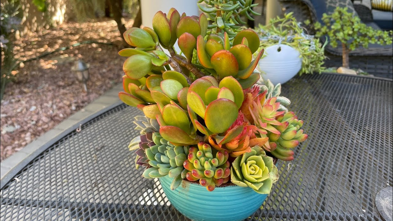 Sukulent vlog 58: Birgun size caya gelirsem boyle bi aranjmanla gelirim