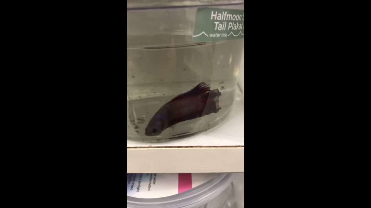 Petco Steelyards Halfmoon Double Tail Plaket Male
