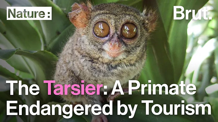 The Tarsier: A Primate Endangered by Tourism