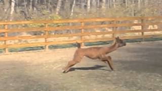 Our llama cria running