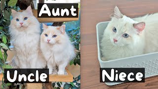 Meet Teemo and Arya's Niece and Nephew (Ragdoll Cat Family) | The Cat Butler