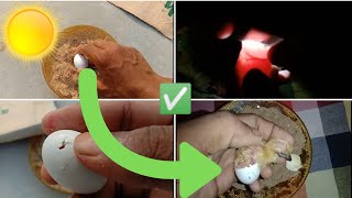 Bowl  incubator Hatching Result100%\/\/Sunlight Pigeons hatching\/ Without Bulb incubator egg  hatching