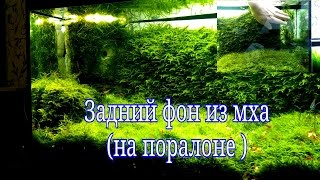 Стенка из мха в аквариуме на паралоне / Moss