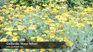 Gaillardia 'Mesa Yellow'