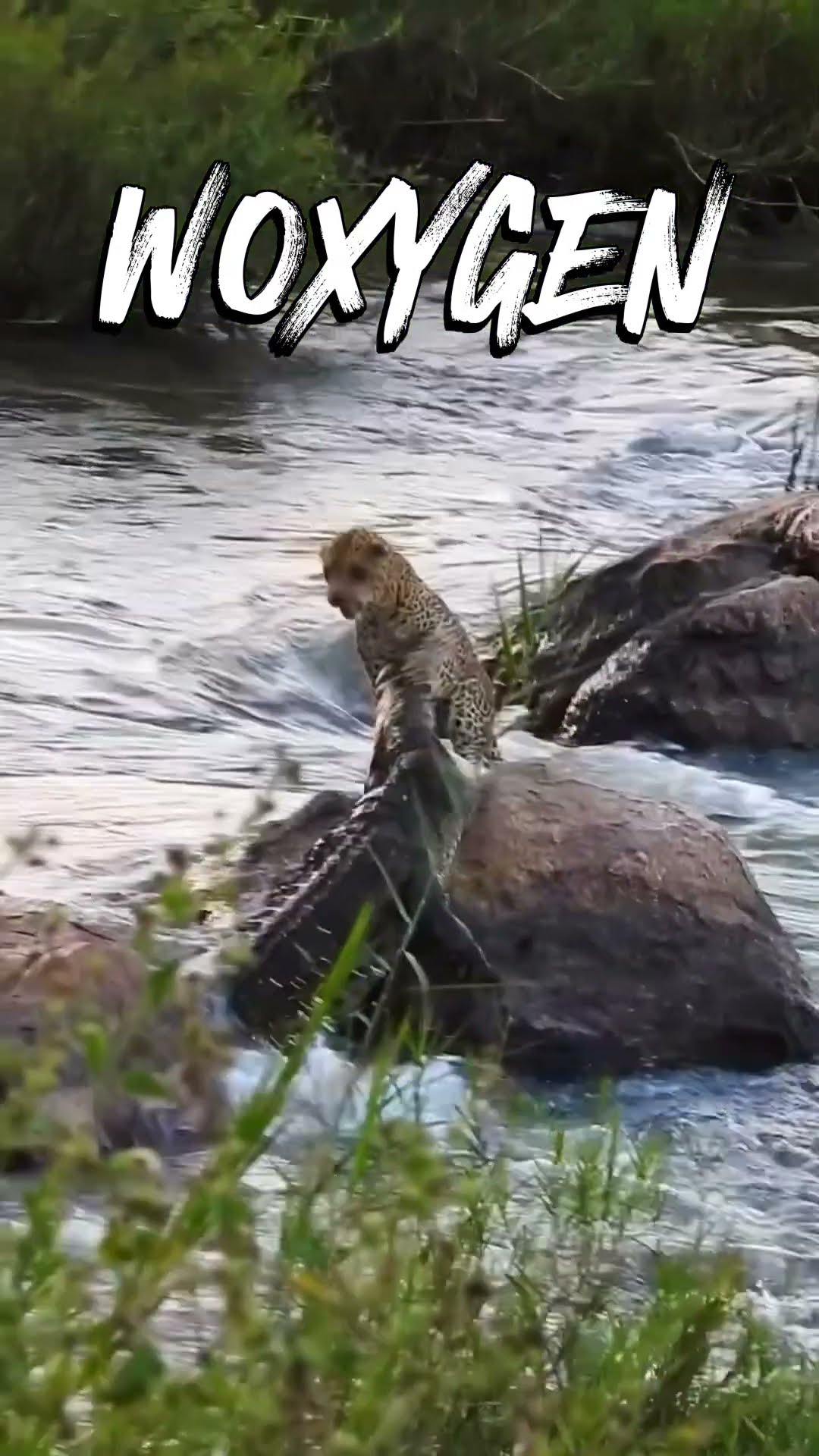 Leopard vs crocodile: raw jungle survival moment #safari #nature #wildlife