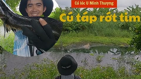 Câu cá lóc U Minh Thượng, đứng 1 chổ sẩy liên hoàn 2 con cá mà rung tay, xanh mặt mài. TTR 103