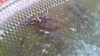 vid 9 apres lavage crevette vivante et chalut VID 00009-20100512-1206.3GP